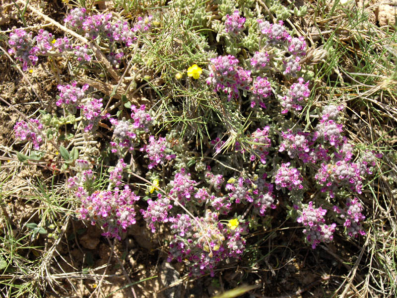 معرفی گیاهان - کلپوره